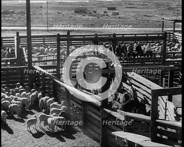 Horses Being Rounded up By Cowboys And Being Put Into Pens, 1932. Creator: British Pathe Ltd.