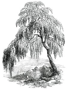 The Funebral Cypress, 1850. Creator: Unknown.