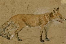 A fox, c1814-1830. Creator: John Frederick Lewis.