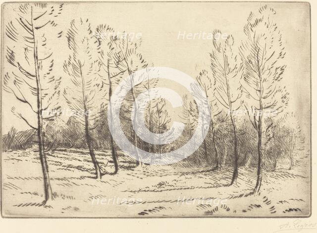Avenue of Poplars (L'allee de peupliers). Creator: Alphonse Legros.