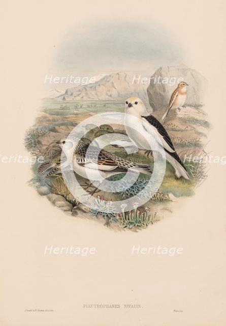 The Birds of Great Britain: Plestrophanes nivalis. Creator: John Gould (British, 1804-1881).
