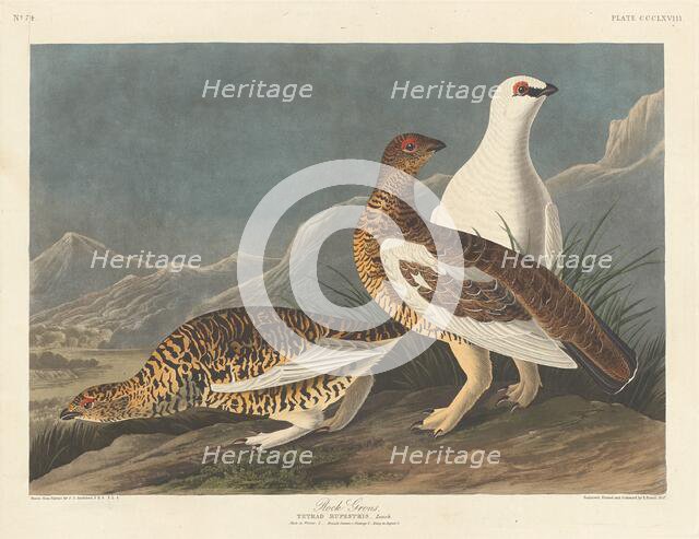 Rock Grous, 1837. Creator: Robert Havell.