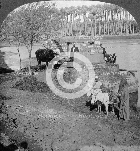 'An Egyptian sakieh, or ox-driven bucket pump, Egypt', 1905.Artist: Underwood & Underwood