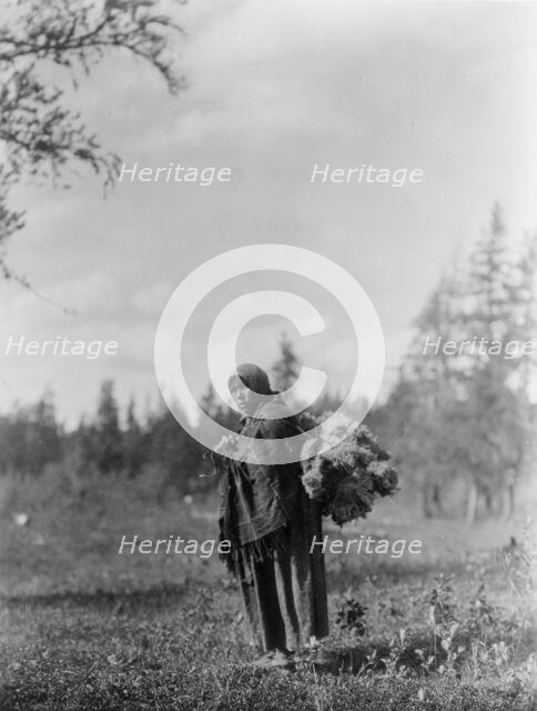 Moss for the baby-bags-Cree, c1927. Creator: Edward Sheriff Curtis.