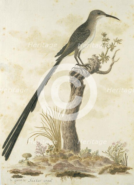 Promerops cafer (Cape sugarbird), 1777-1786. Creator: Robert Jacob Gordon.