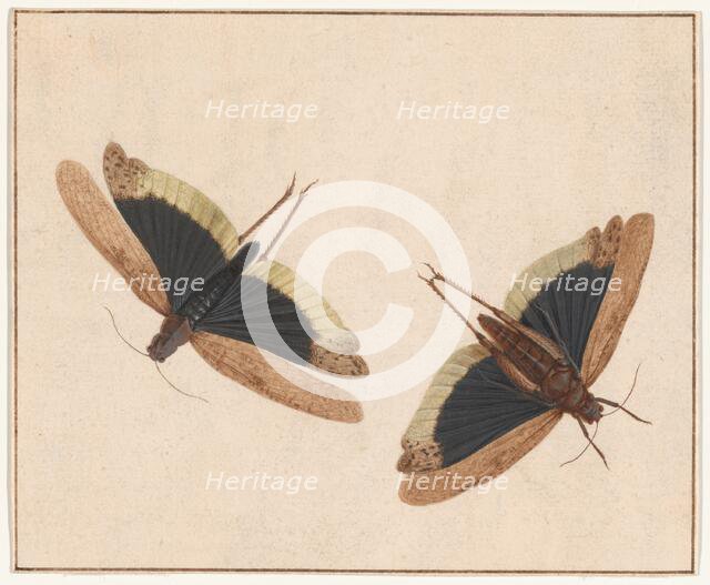 Two Grasshoppers, c. 1685. Creator: Herman Henstenburgh.