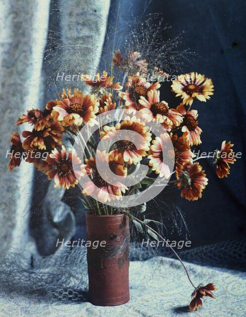 Gaillardias, 1918. Creator: Robert Walrond.