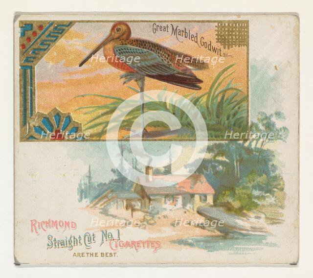 Great Marbled Godwit, from the Game Birds series (N40) for Allen & Ginter Cigarettes, 1888-90. Creator: Allen & Ginter.