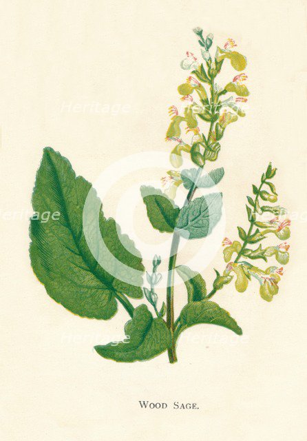 'Wood Sage', c1891, (1891). Artist: Anne Pratt.