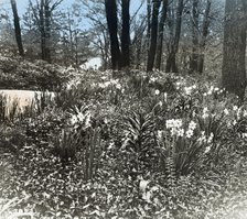 Unidentified house and garden, between 1910 and 1935. Creator: Frances Benjamin Johnston.