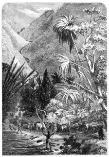 Cattle on their way to Tamatave, Madagascar, 1864. Creator: Mason Jackson.