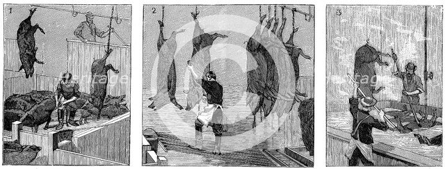 Armour Company's pig slaughterhouse, Chicago, Illinois, USA, 1892. Artist: Unknown