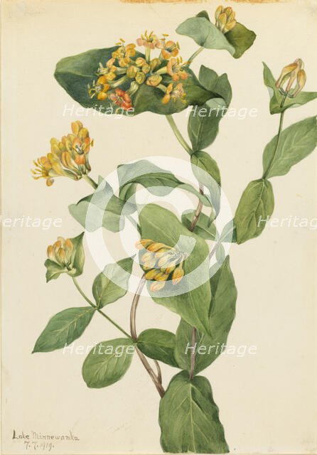 Douglas Honeysuckle (Lonicera glaucescens), 1919. Creator: Mary Vaux Walcott.