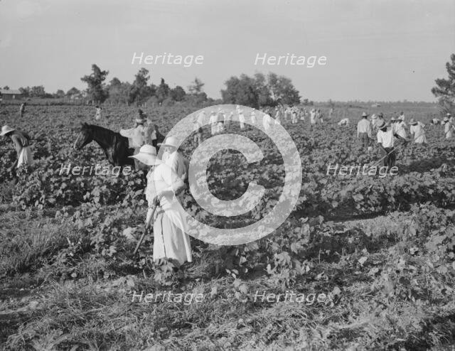 Hoers, Aldridge Plantation, near Leland, Mississippi, 1937. Creator: Dorothea Lange.