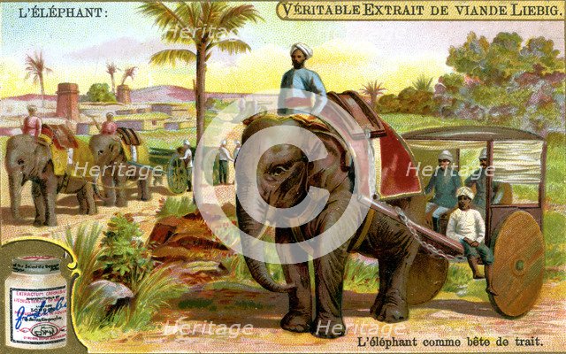 The Elephant as draught animal, c1900. Artist: Unknown