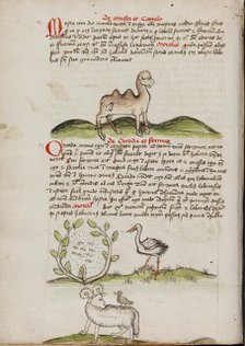 A Camel with a Fly on its Back: Insects in a Vineyard and a Stork..., third quarter of 15th century. Creator: Unknown.