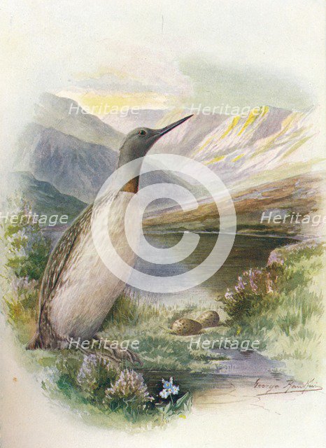 'Red-Throated Diver - Colym'bus septen'triona'lis', c1910,  (1910). Artist: George James Rankin.