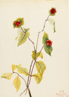 Douglas Honeysuckle (Lonicera glaucescens), 1922. Creator: Mary Vaux Walcott.