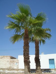 Palm trees, Tunisia, 2009. Creator: Amanda Waite.