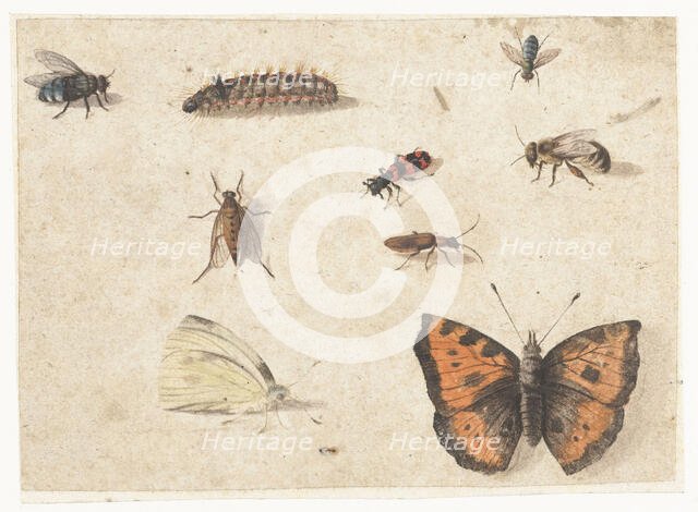 Sheet of Studies of Nine Insects, c.1653-c.1661. Creator: Jan van Kessel.