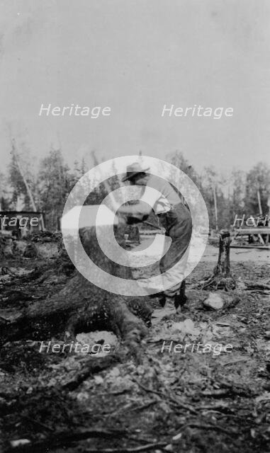 Man chopping down a tree, between c1900 and 1916. Creator: Unknown.