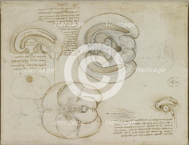 The brain, c.1508. Creator: Leonardo da Vinci (1452-1519).