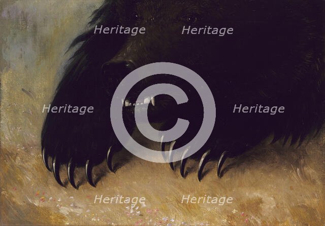 Weapons and Physiognomy of the Grizzly Bear, 1846-1848. Creator: George Catlin.