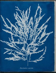 Odonthalia dentata, 1843 or 1844. Creator: Anna Atkins.