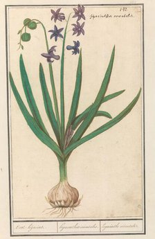 Hyacinth (Hyacinthus orientalis), 1596-1610. Creators: Anselmus de Boodt, Elias Verhulst.