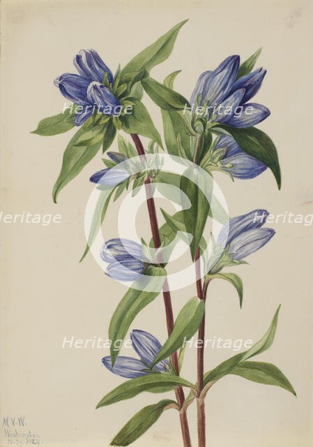 Bottle Gentian (Gentiana saponaria), 1924. Creator: Mary Vaux Walcott.