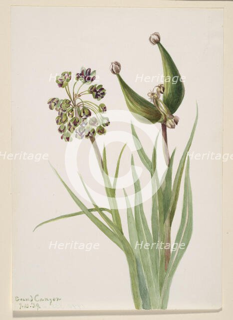 Untitled--Plant Study, 1939. Creator: Mary Vaux Walcott.