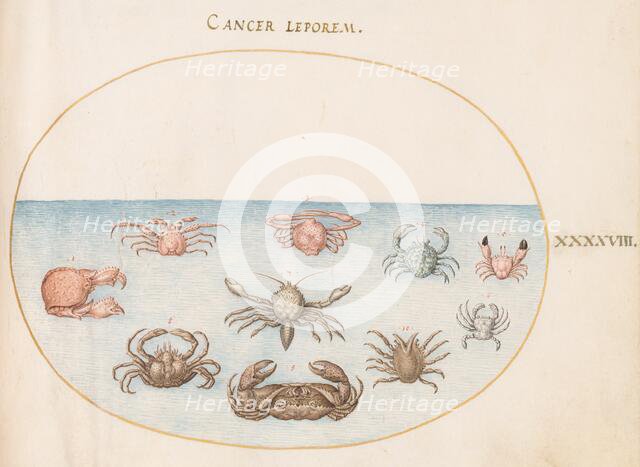 Animalia Aqvatilia et Cochiliata (Aqva): Plate XLVIII, c. 1575/1580. Creator: Joris Hoefnagel.