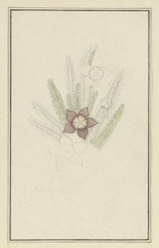 Stapelia hirsute L. (Starfish flower), 1777-1786. Creator: Robert Jacob Gordon.