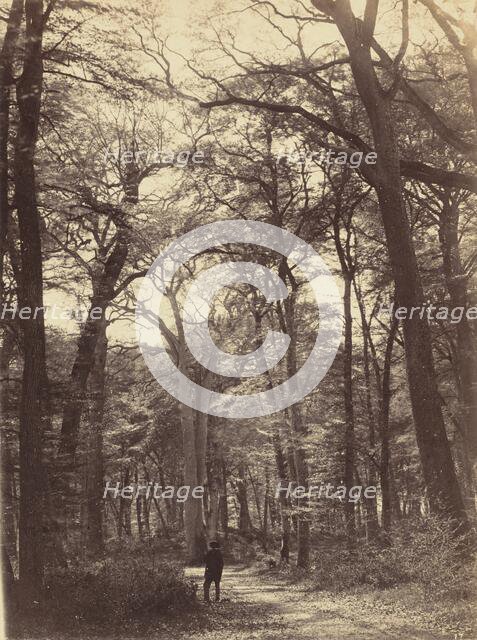 Forest Scene, c. 1865. Creator: Constant Alexandre Famin.