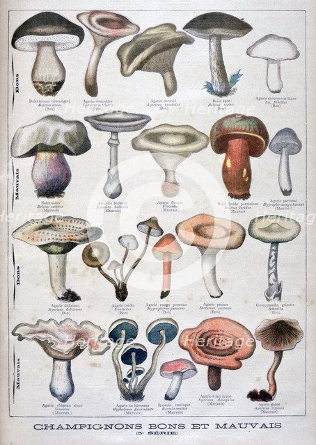 Good and bad mushrooms, 1896. Artist: Unknown