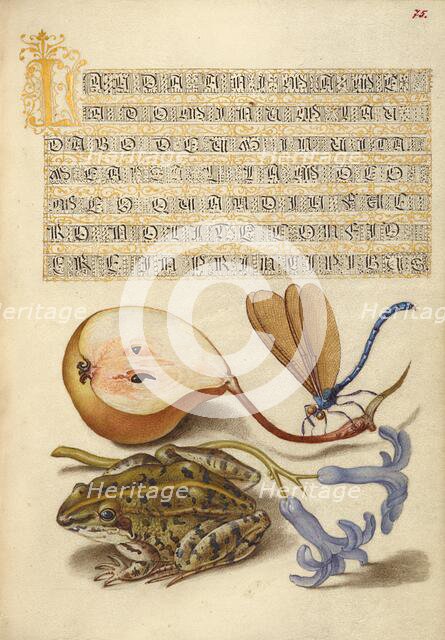 Common Pear, Lake Demoiselle, Moor Frog, and Hyacinth, 1561-1562; illumination added 1591-1596. Creator: Joris Hoefnagel.