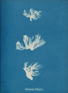Schizonema Dillwynii, ca. 1853. Creator: Anna Atkins.