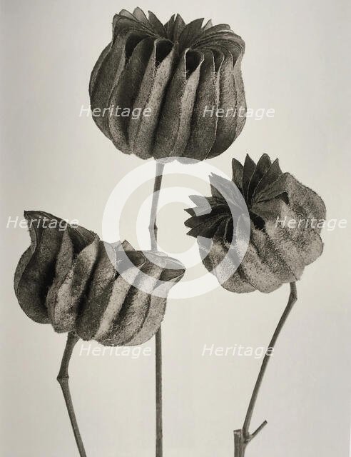 Abutilon. From: Urformen der Kunst (Art Forms in Nature), 1928. Creator: Blossfeldt, Karl (1865-1932).