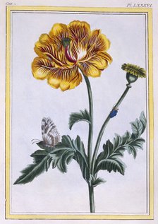 Double Creeping Buttercup Ranunculus repens Var: Pleniflorus, pub. 1776. Creator: Pierre Joseph Buchoz (1731-1807).