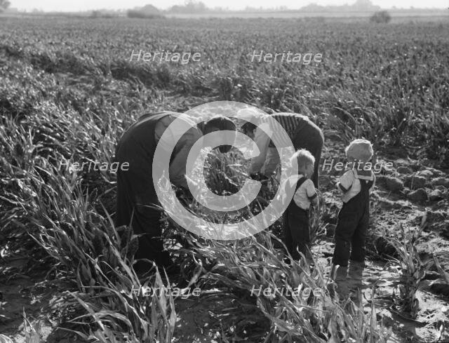 Formerly rehabilitation clients now operating own farm, near Manteca, California, 1938. Creator: Dorothea Lange.