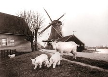 Goats, Laandam, Netherlands, 1898.Artist: James Batkin