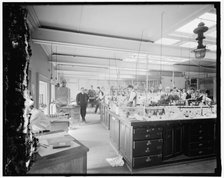 Treasury Dept. lab, between 1910 and 1920. Creator: Harris & Ewing.