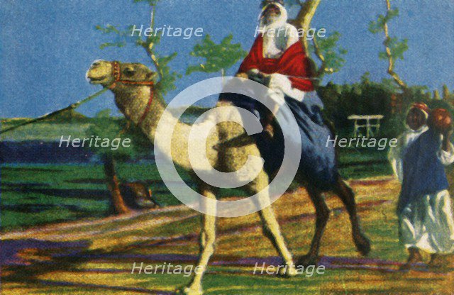 Bedouin riding a camel, Egypt, c1928. Creator: Unknown.