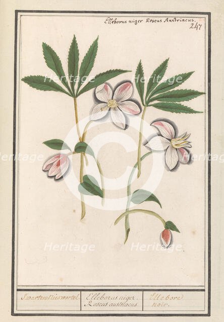 Christmas rose (Helleborus Niger), 1596-1610. Creators: Anselmus de Boodt, Elias Verhulst.