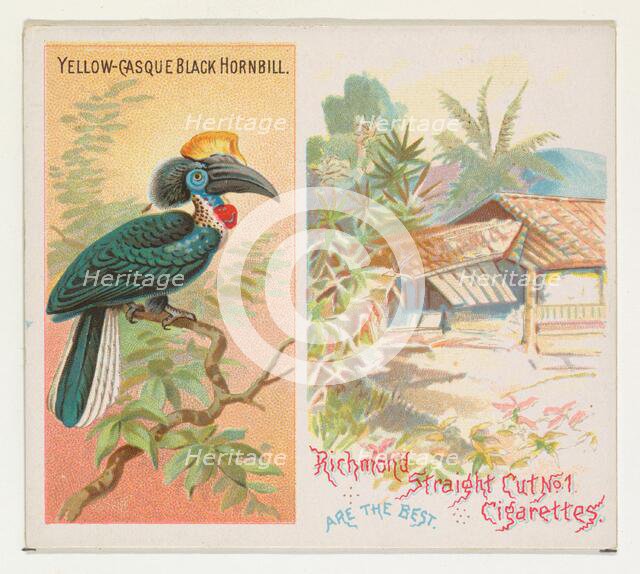 Yellow-Casque Black Hornbill, from Birds of the Tropics series (N38) for Allen & Ginter Ci..., 1889. Creator: Allen & Ginter.