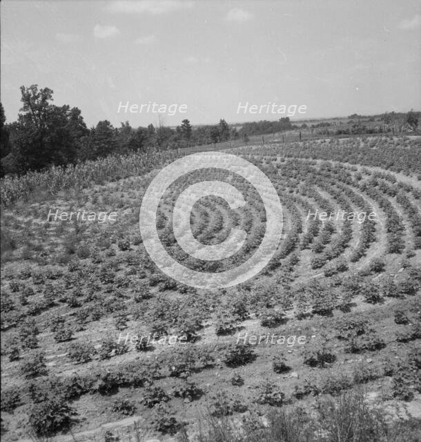 Terraced fields of sharecropper, near Gaffney, South Carolina, 1937. Creator: Dorothea Lange.