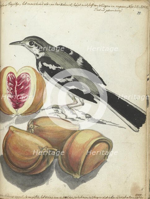 Wagtail with Fruit, 1785. Creator: Jan Brandes.