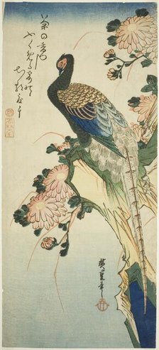 Pheasant and chrysanthemums, 1830s. Creator: Ando Hiroshige.