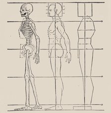 Anatomical illustration, 1564. Creator: Heinrich Lautensack.
