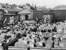 Sheep market, Bakewell, Derbyshire, c1950s-1960s(?). Artist: Unknown